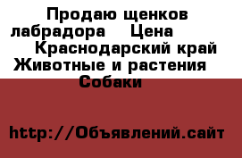 Продаю щенков лабрадора  › Цена ­ 12 000 - Краснодарский край Животные и растения » Собаки   
